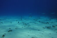 DSC00373JPG.jpg