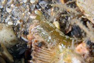 IMG_9242wa.jpg