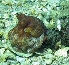 octopus.jpg
