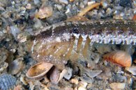 IMG_9295wa.jpg