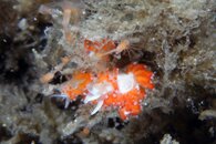 IMG_9452wa.jpg