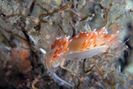 IMG_9159waguts.jpg