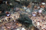 IMG_8685wa.jpg
