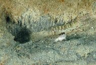 goby&shrimp.jpg