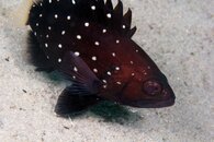 IMG_4228wa.jpg