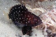 IMG_4232wa.jpg