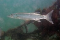 IMG_4214wa.jpg