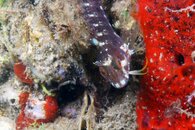 IMG_4209wa.jpg