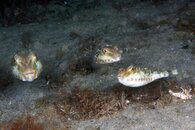 IMG_4416wa.jpg
