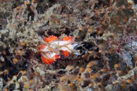 IMG_4480wa.jpg