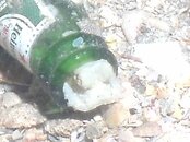 Blue Heron Bridge Bottled Octopus very close.JPG