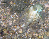 octo5.jpg