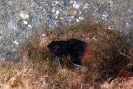 IMG_4704wa.jpg