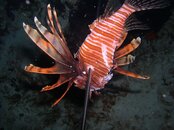 CZM Lionfish2.jpg