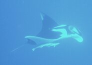 Manta.jpg