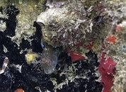 blenny_01.jpg