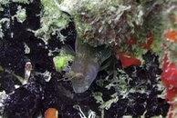 blenny_02.jpg