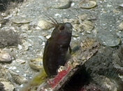 blenny_03.jpg