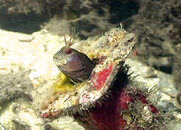blenny_04.jpg