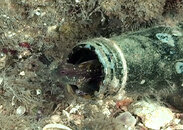 blenny_05.jpg