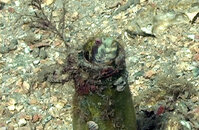 blenny_06.jpg