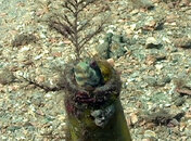 blenny_07.jpg