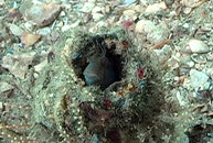 blenny_08.jpg