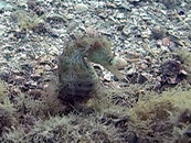 seahorse_01.jpg