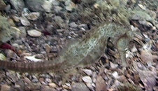 seahorse_03.jpg