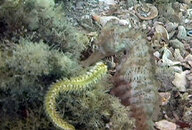 seahorse_04.jpg
