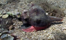 conch_01.jpg