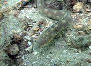 eel_01.jpg