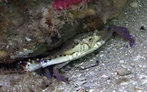 crab_01.jpg