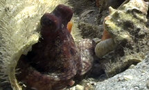 octopus_01.jpg