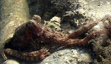 octopus_02.jpg