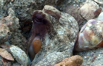 octopus_03.jpg
