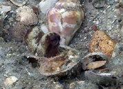 octopus_04.jpg