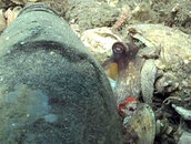 octopus_05.jpg