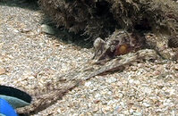 octopus_06.jpg