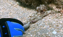octopus_07.jpg