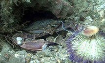 crab_02.jpg