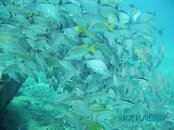 IMG_0073.jpg