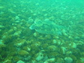 DSC04910.JPG