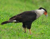 B-043-Caracara.jpg