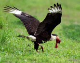 B-044-Caracara-taking-off-with-food.jpg