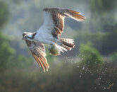 B-031-Osprey-with-fish.jpg