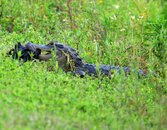 A013-Gator-with-Duck.jpg