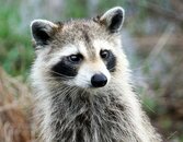 A-014-Raccon-Standing-up.jpg