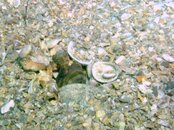Blue Heron Bridge Banded Jaw Fish.jpg