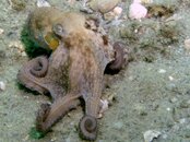 Blue Heron Bridge Baby Octopus.jpg